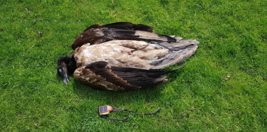 Le Gypaète Angèle retrouvé mort sous une éolienne