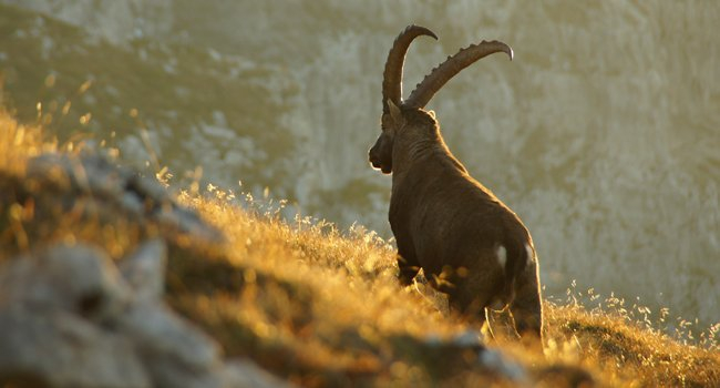 Bouquetin des Alpes vu de dos