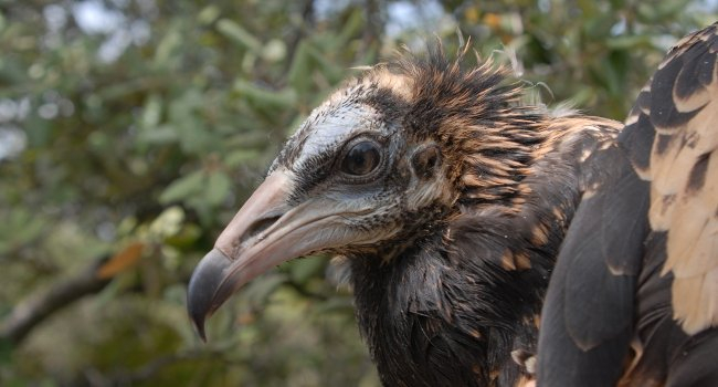 Vautour percnoptère (Neophron percnopterus)