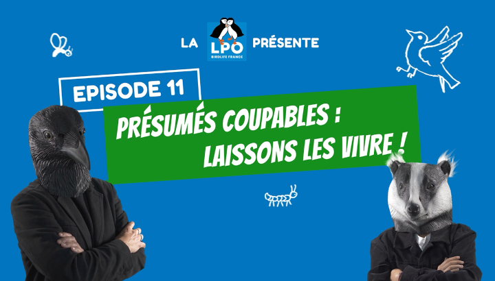 La LPO présente l'épisode 11 de sa Web-série Colocataires Sauvages. Présumés coupables : Laissons les vivre !