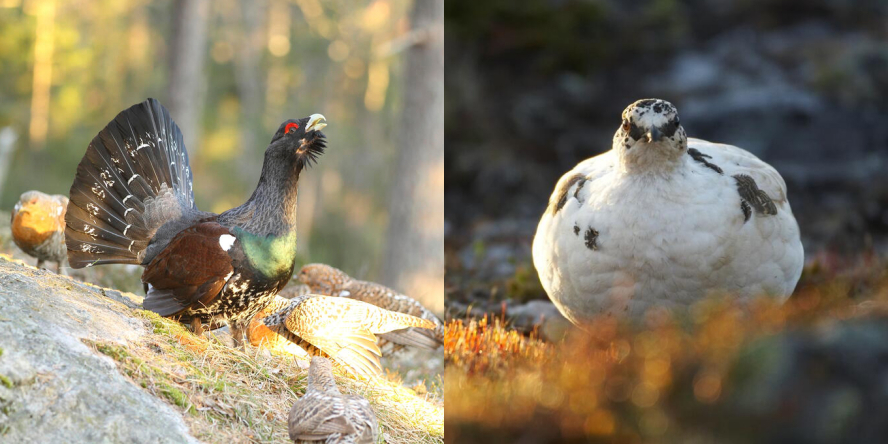 Grand Tetras (à gauche) et Lagopède alpin (à droite)