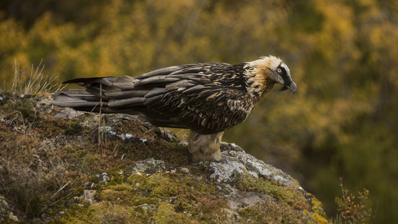 International Bearded Vulture Census in Hérault in 2027