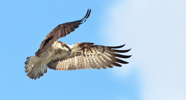 Balbuzard pêcheur en vol