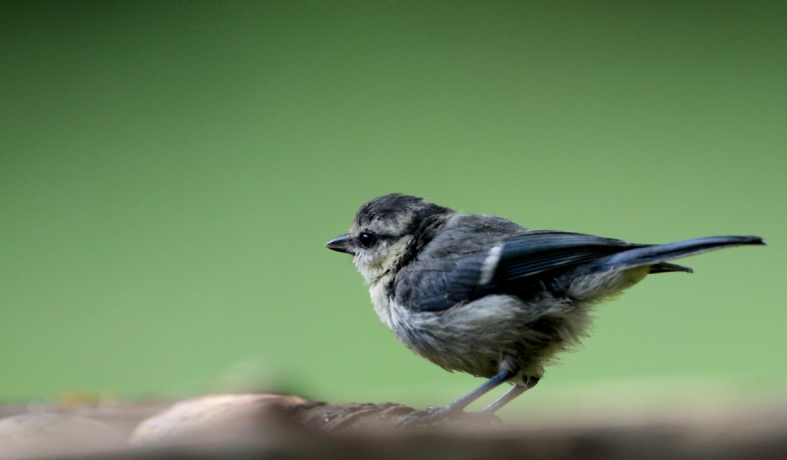 Mésange bleue