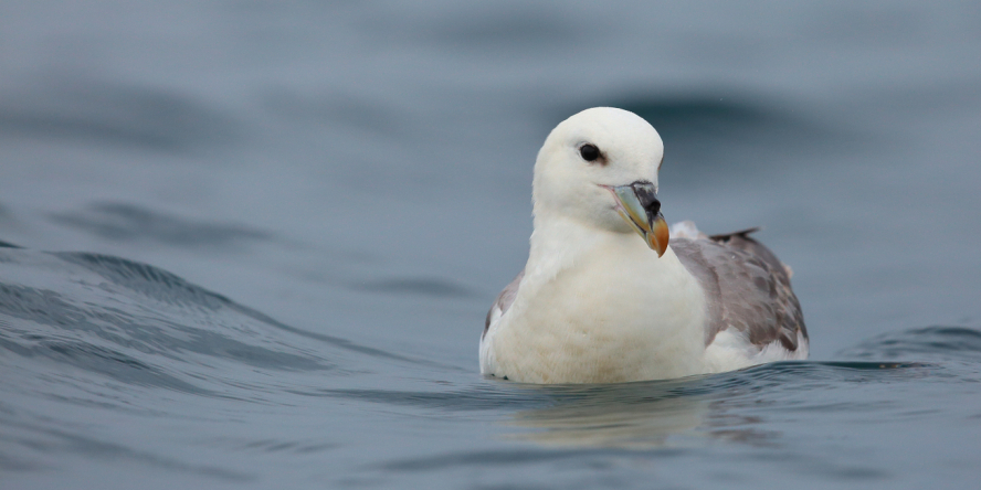 Fulmar boréal en haute mer posé sur l'eau