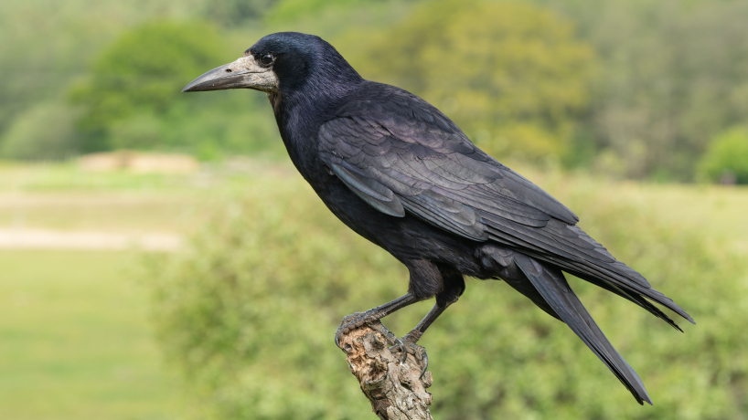 Corbeau freux