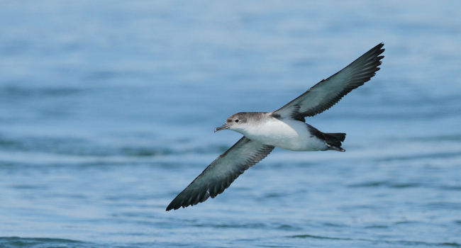 puffin yelkouan en vol au dessus de l'eau