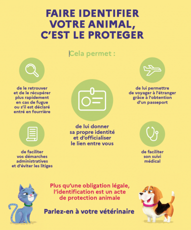 affiche identification animal domestique