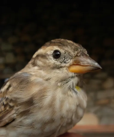 Moineau soulcie