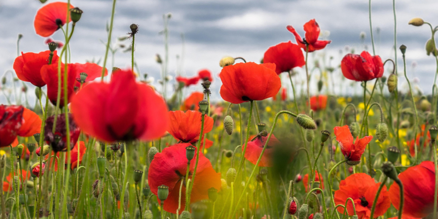 Champs de coquelicots / Pixabay