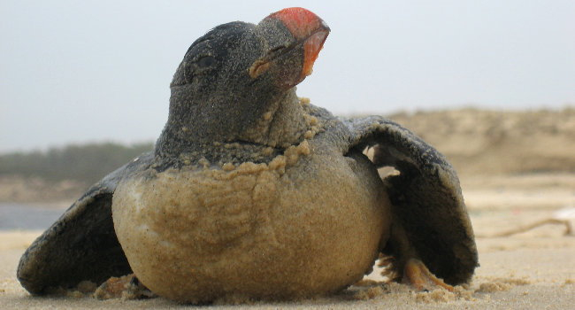 Macareux moine (Fratercula arctica)