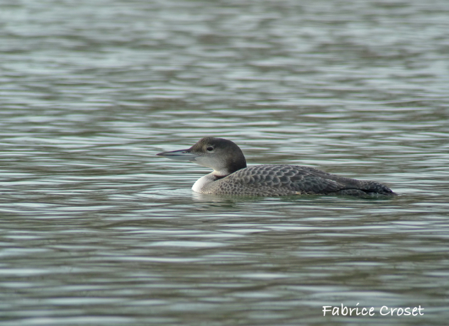 Plongeon imbrin