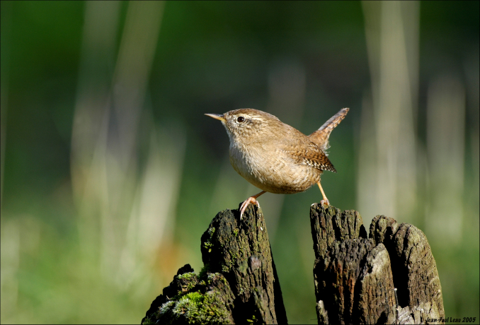 Troglodyte mignon