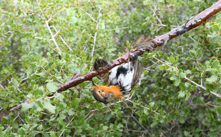 Fin du piégeage à la glu : le Conseil d'État donne définitivement raison à  la LPO - LPO (Ligue pour la Protection des Oiseaux) - Agir pour la  biodiversité