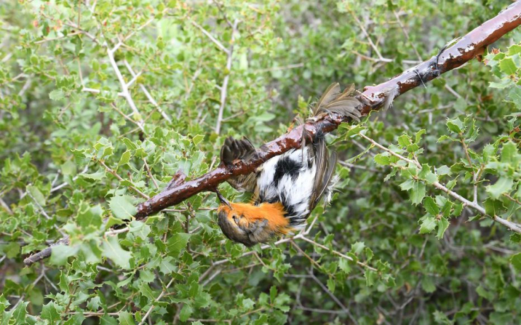 Rougegorge, espèce protégée, tué par un piège à glu