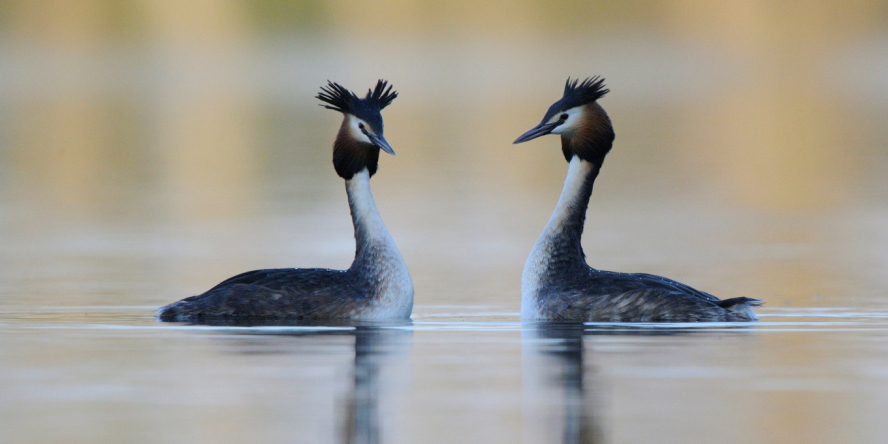 Couple de Grèbes huppés au milieu d'un lac