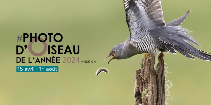 Coucou gris posé sur un piqué de clôture en train de se régaler avec une chenille processionnaire