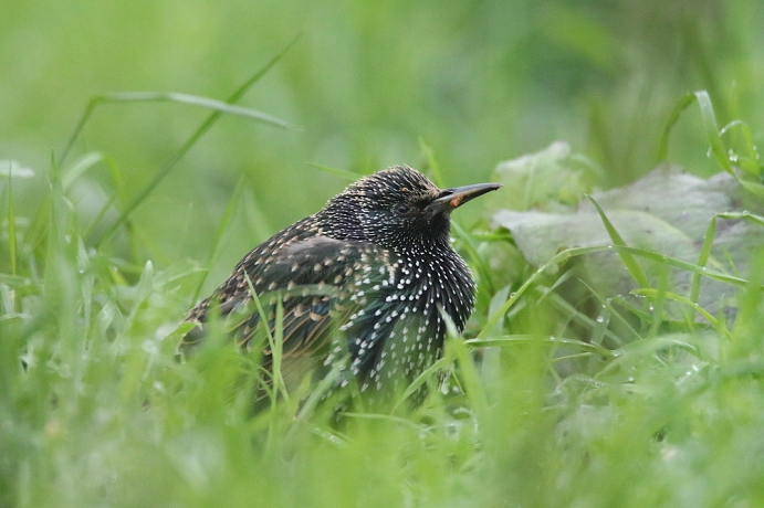 Étourneau sansonnet dans l'herbe