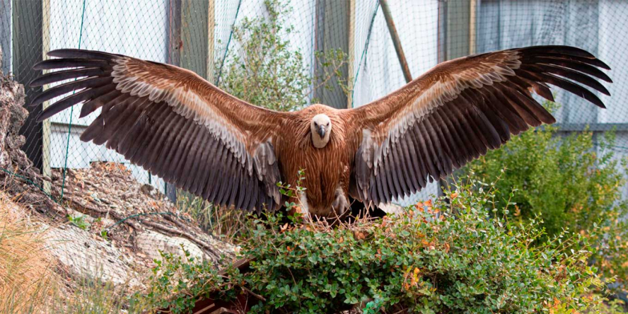 Vautour fauve dans la volière, les ailes déployées