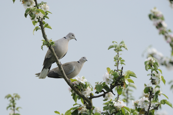 Tourterelles turques dans un arbre