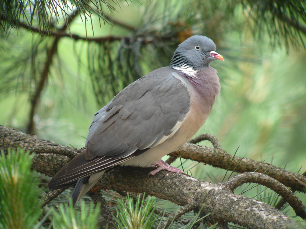 Pigeon ramier dans un arbre
