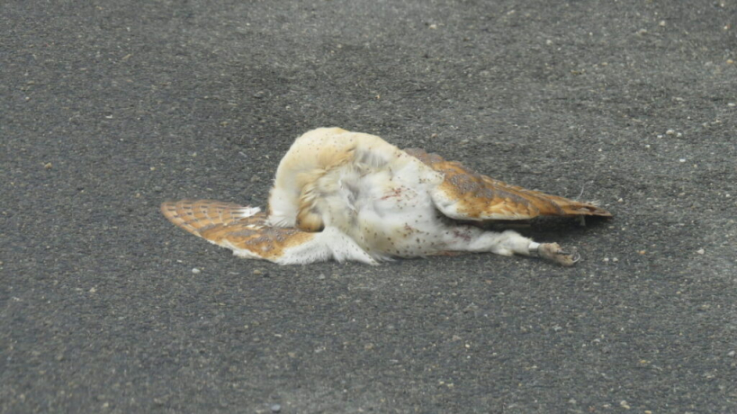 Effraie des clochers morte sur le bitume