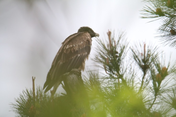 Terre : jeune Gypaète barbu