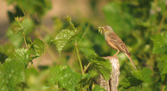 Volunteer Call for Ortolan Bunting Monitoring 2027