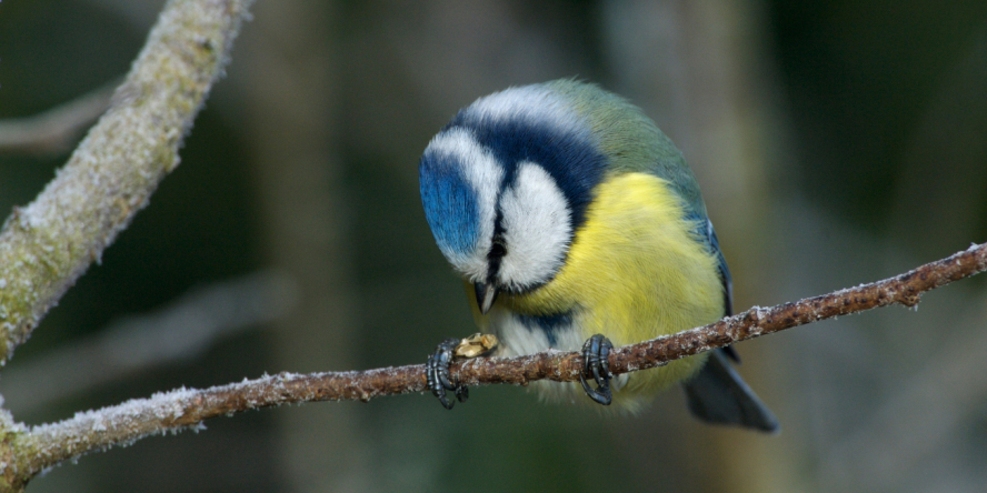 Mésange bleue perchée sur une branche en train de picorer une graine