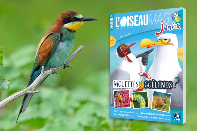 Couverture Oiseau Mag Junior