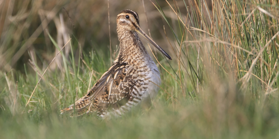 Bécassine des marais