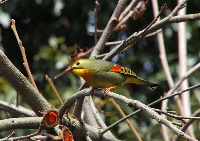 Léiothrix jaune (Leiothrix lutea)  sur une branche