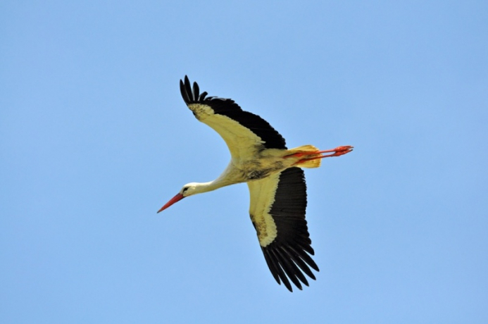 Cigogne blanche en vol