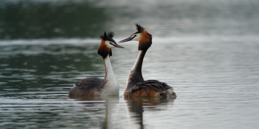 Couple de grèbes huppés nageant à la surface de l'eau