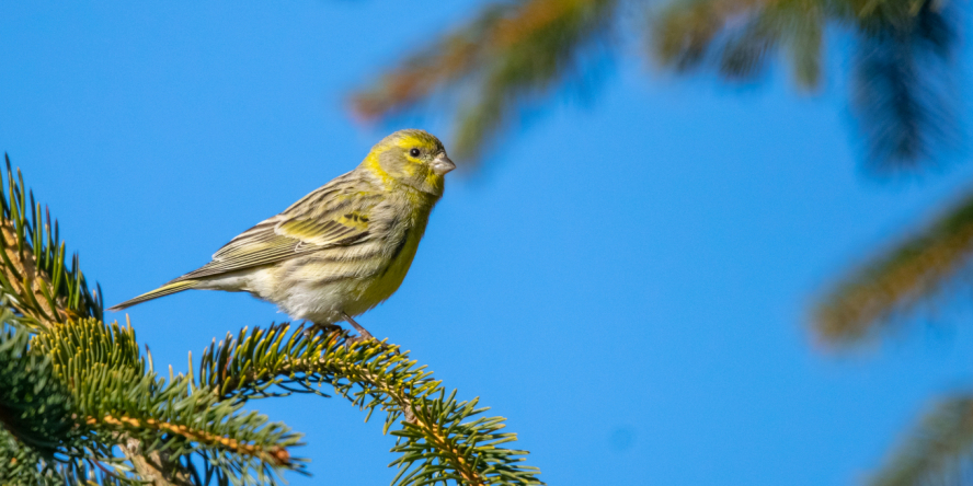 Serin cini perché sur une branche