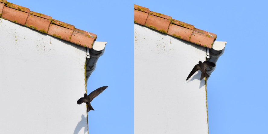 Un oiseau noir, le martinet à ventre pâle, approche en volant des tuiles d'un toit pour se glisser dessous et rejoindre son nid.