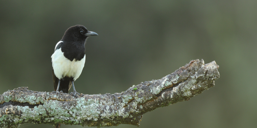 Pie bavarde de face posée sur une branche le regard tourné vers la droite