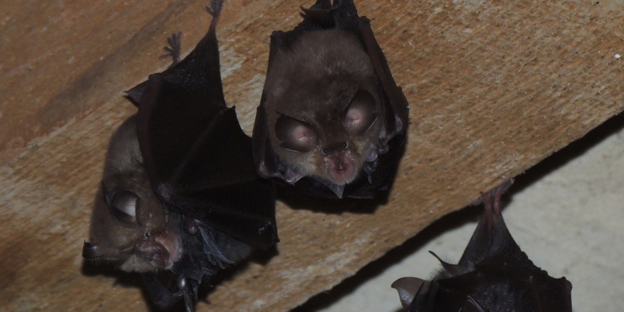 Trois Petits-Rhinolophes suspendus à une poutre