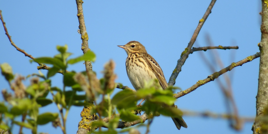 Pipit des arbres posé sur une branche