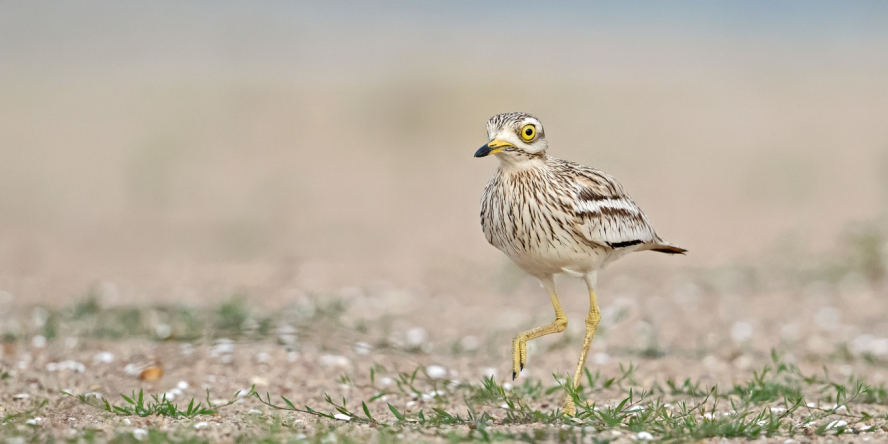 Œdicnème criard dans son milieu naturel