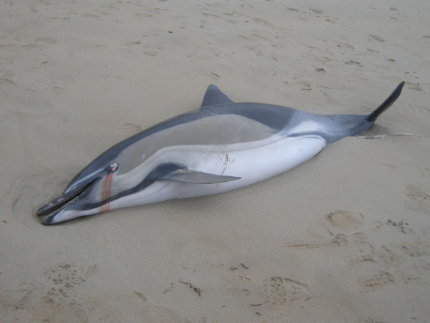 Dauphin échoué sur une plage