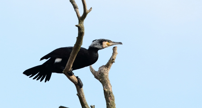 Grand Cormoran posé en hauteur sur une branche