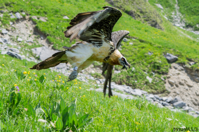 Gypaète barbu (Gypaetus barbatus) en vol