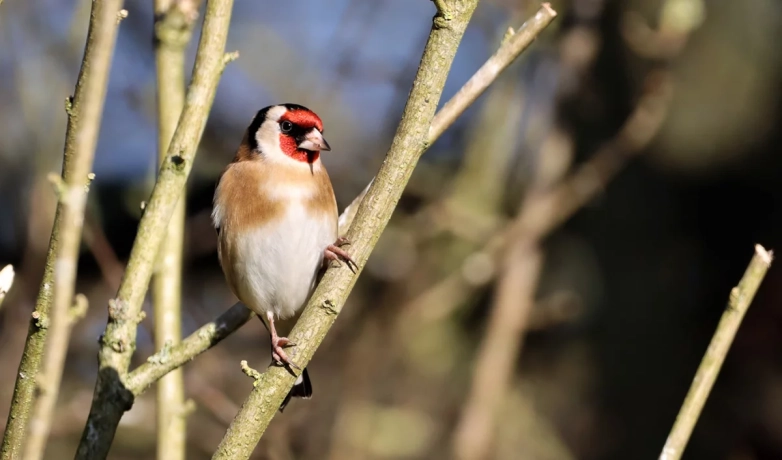 Chardonneret élégant sur un branche