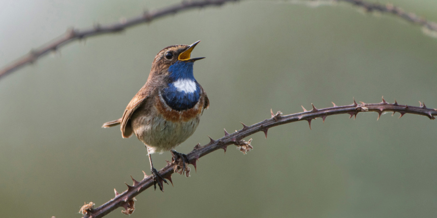 Gorgebleue à miroir posées sur la branche d'une ronce