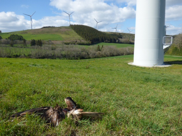 Cadavre du Milan royal au pied d'une éolienne