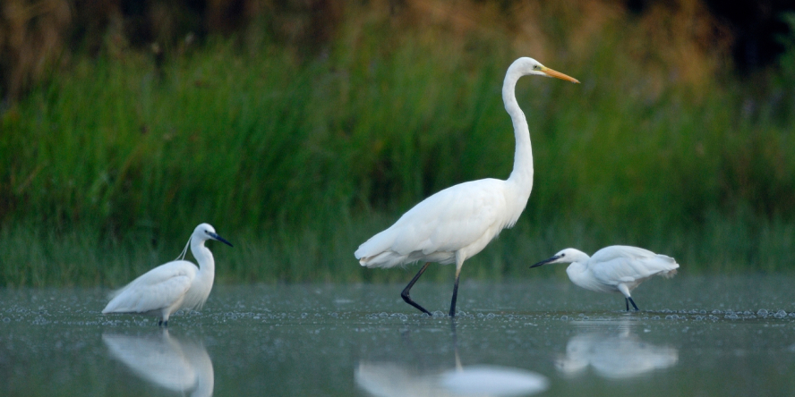 grande aigrette entourée de deux aigrettes garzette