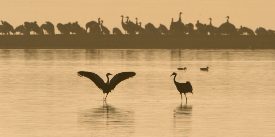 Grues cendrées au bord d'un étang