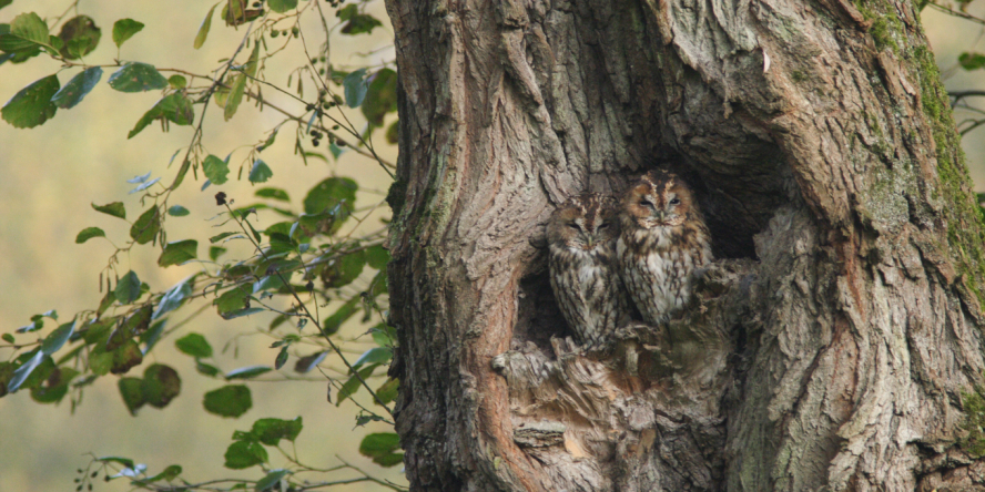 Chouettes hulottes en train de somnolées perchées dans le creux d'un arbre