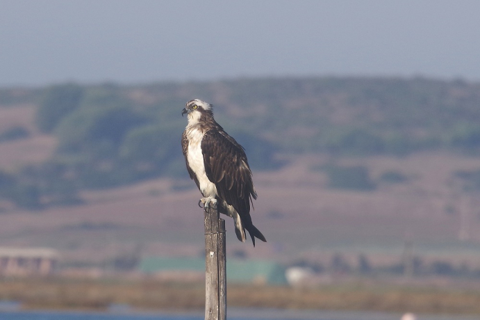 Balbuzard pêcheur posé sur un poteau